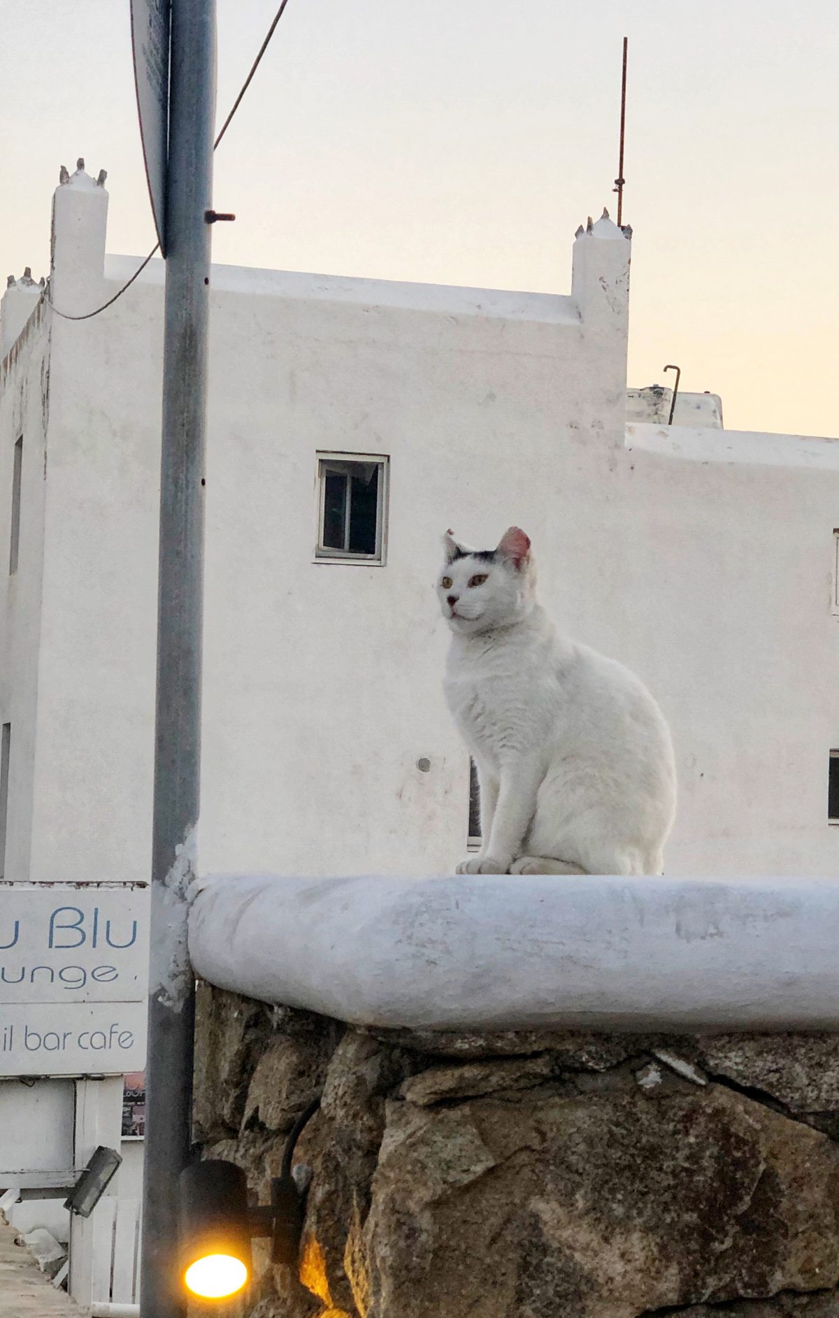 “秘密地被猫统治”的希腊 Greece Secretly “Ruled” by Cats