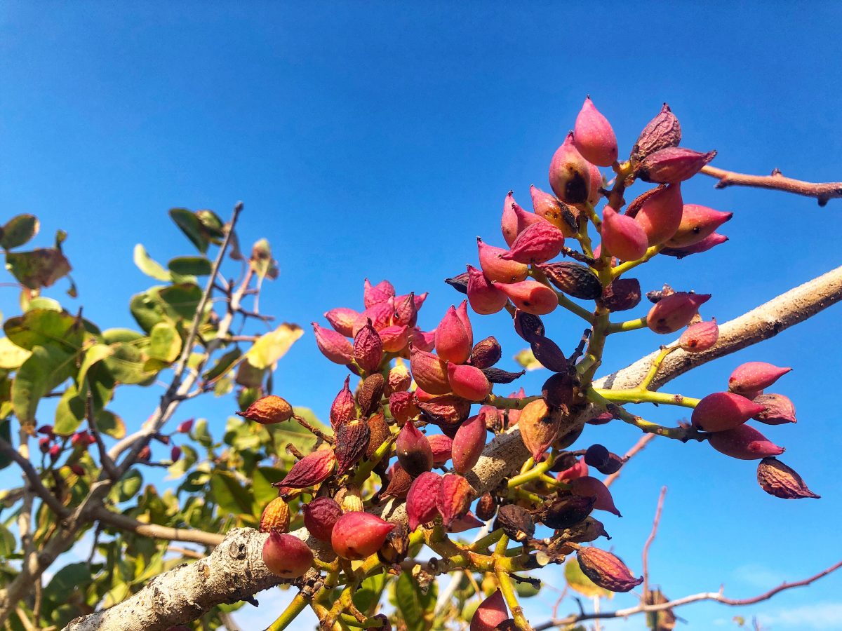 圣托里尼岛第4&5天 Santorini Day 4&5