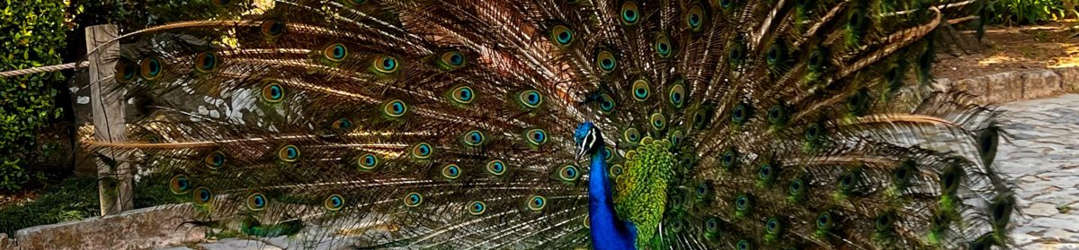 Our Trips Around The World