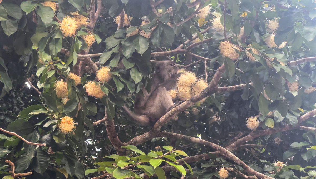 乔治城第一周-下  First Week in George Town – Part II