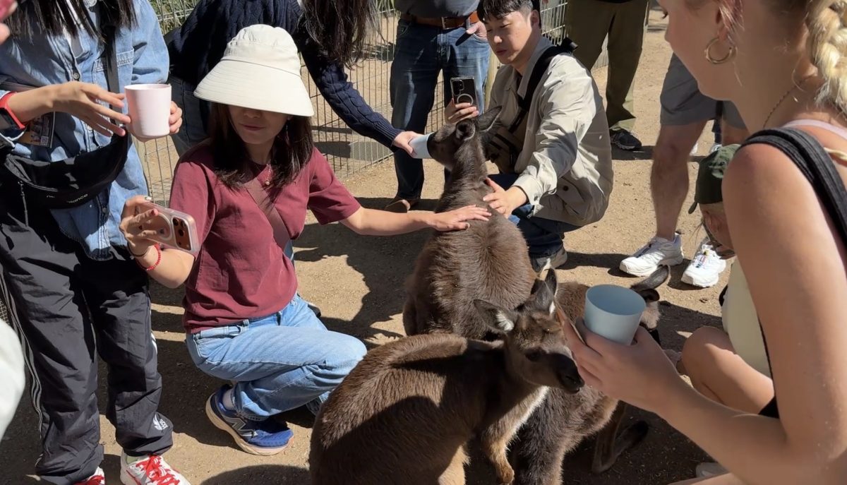 羽谷野生动物园和蓝山 Featherdale Sydney Wildlife Park & The Blue Mountains